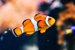 加纳队主帅调整战术争取胜利